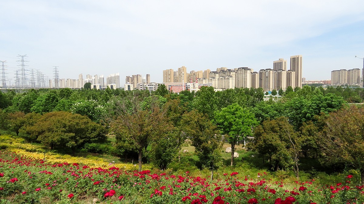 山坡上的月季花