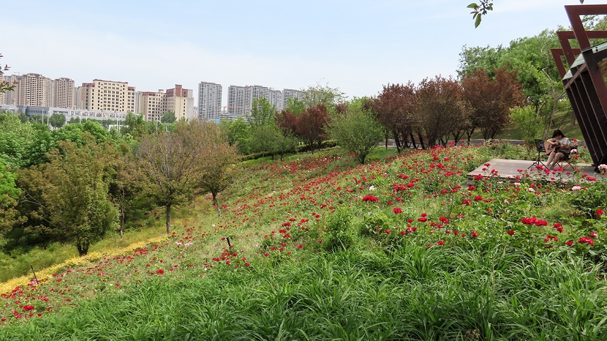 山坡上的月季花