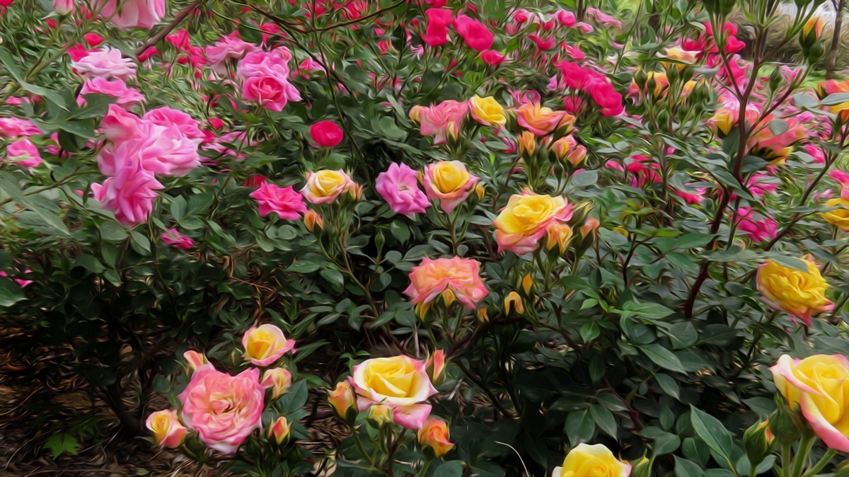 山坡上的月季花