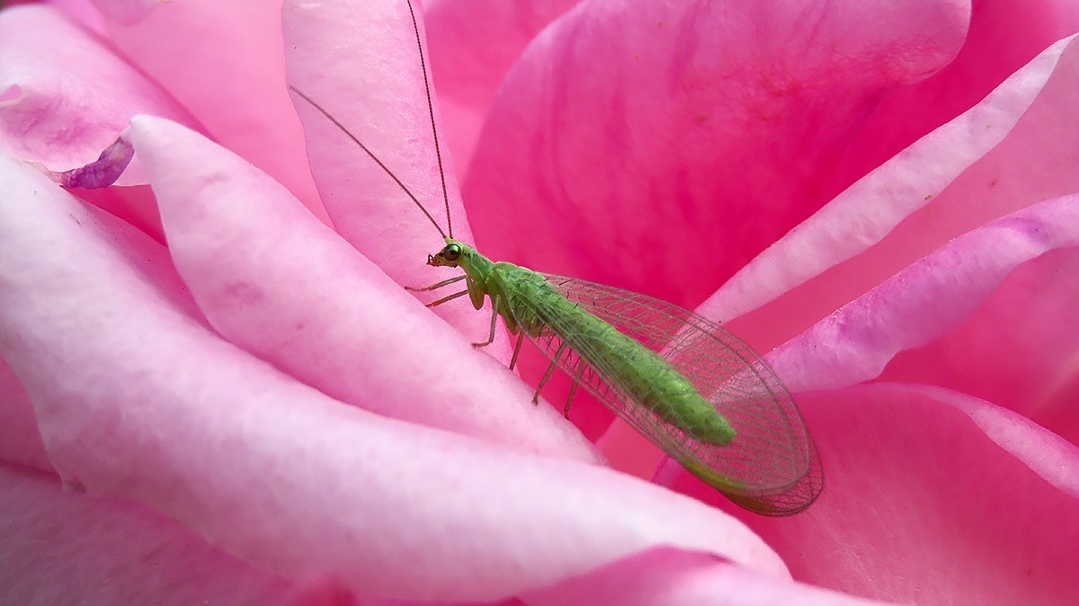山坡上的月季花