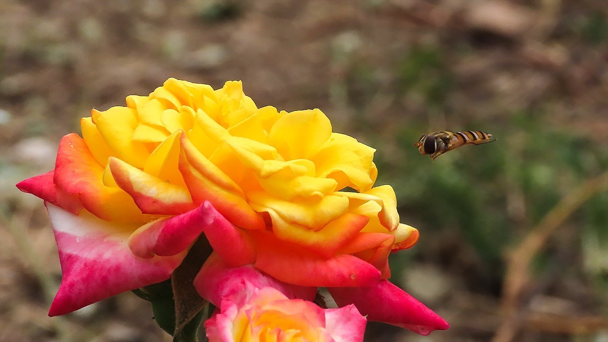 山坡上的月季花