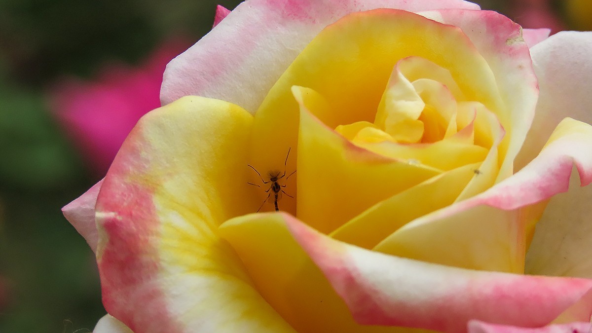 山坡上的月季花