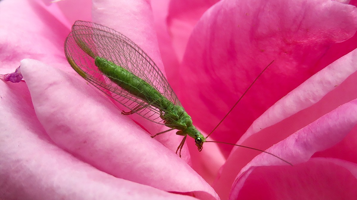 山坡上的月季花