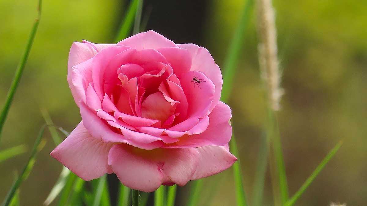 山坡上的月季花