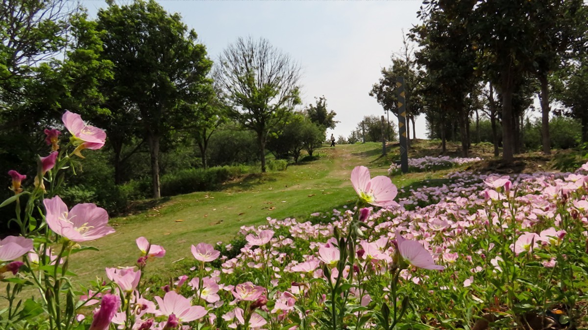 山坡上的月季花