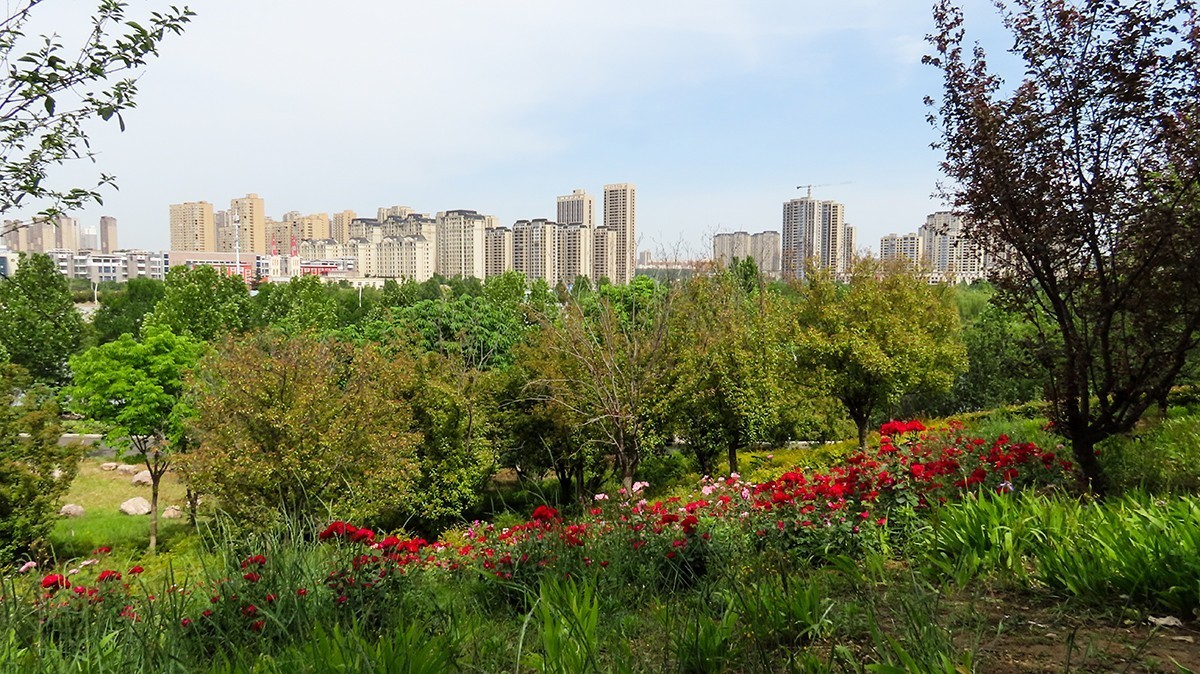 山坡上的月季花