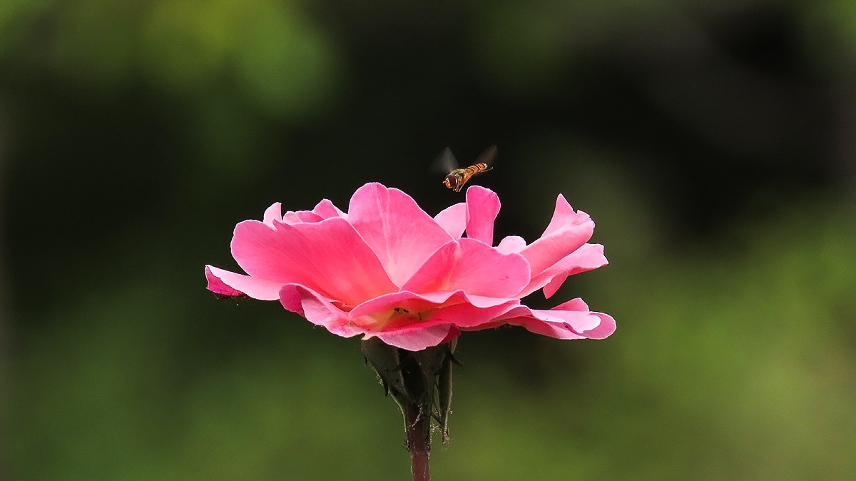 山坡上的月季花