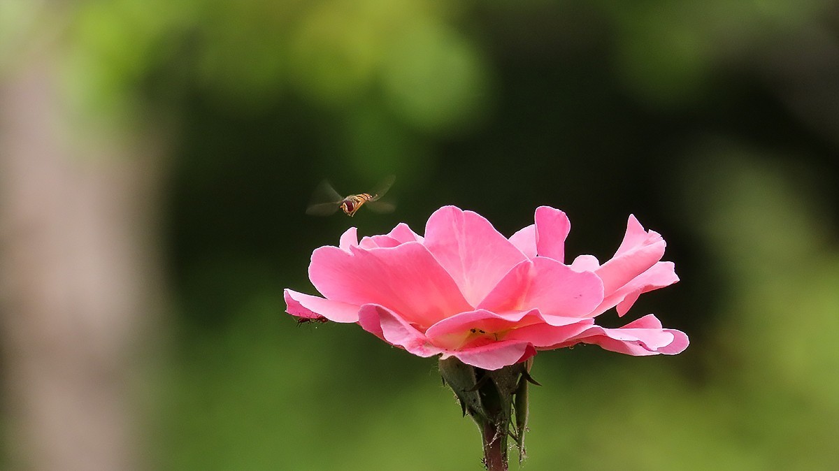 山坡上的月季花