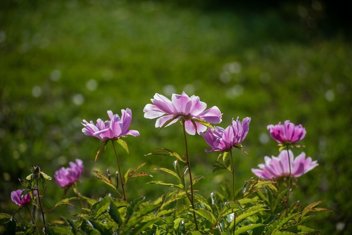 芍药（五）