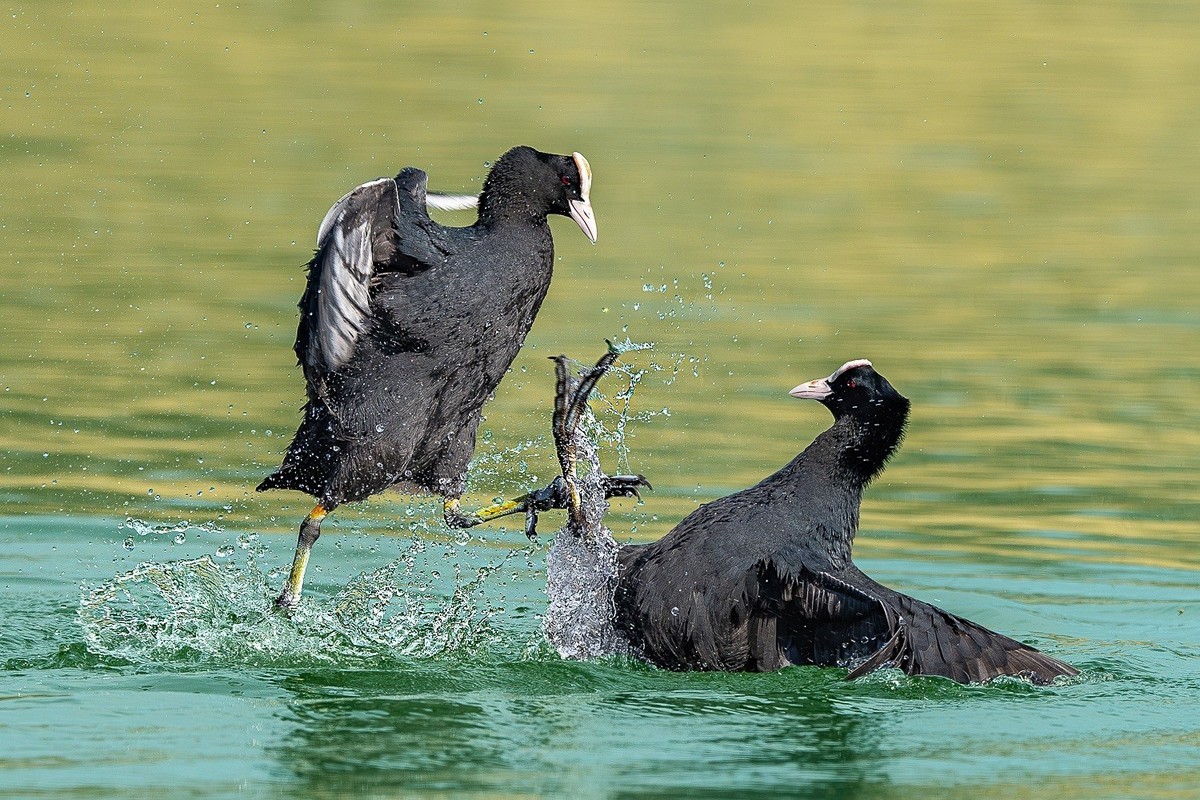 春来水畔鸟争雄，喙啄爪击战意浓。