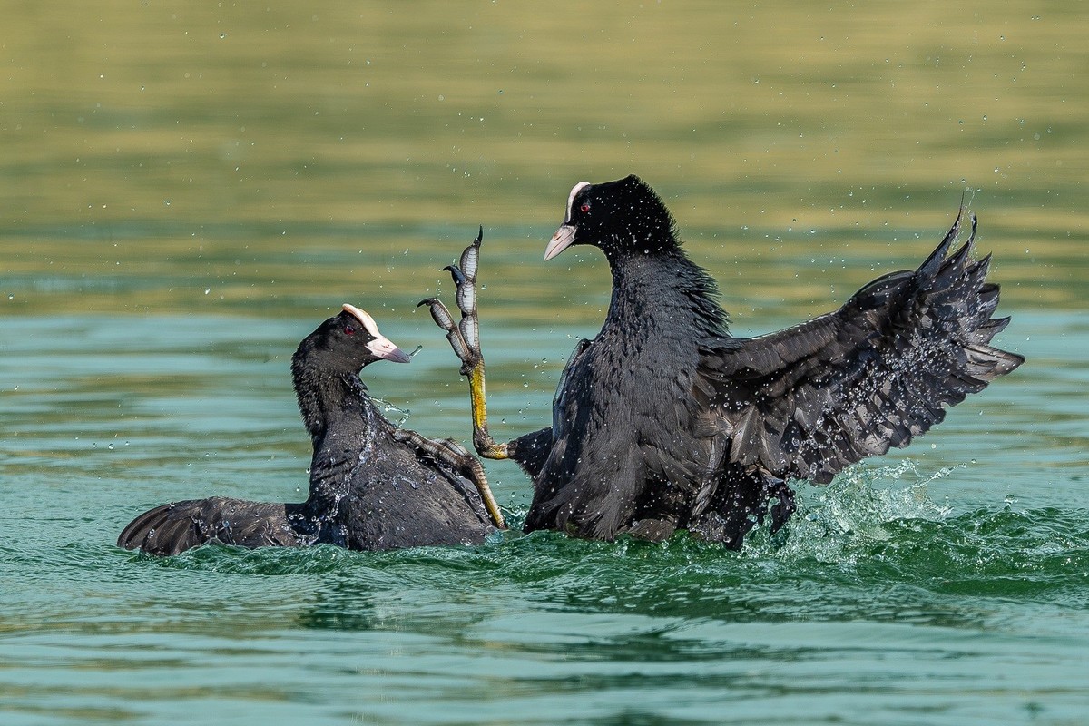 春来水畔鸟争雄，喙啄爪击战意浓。