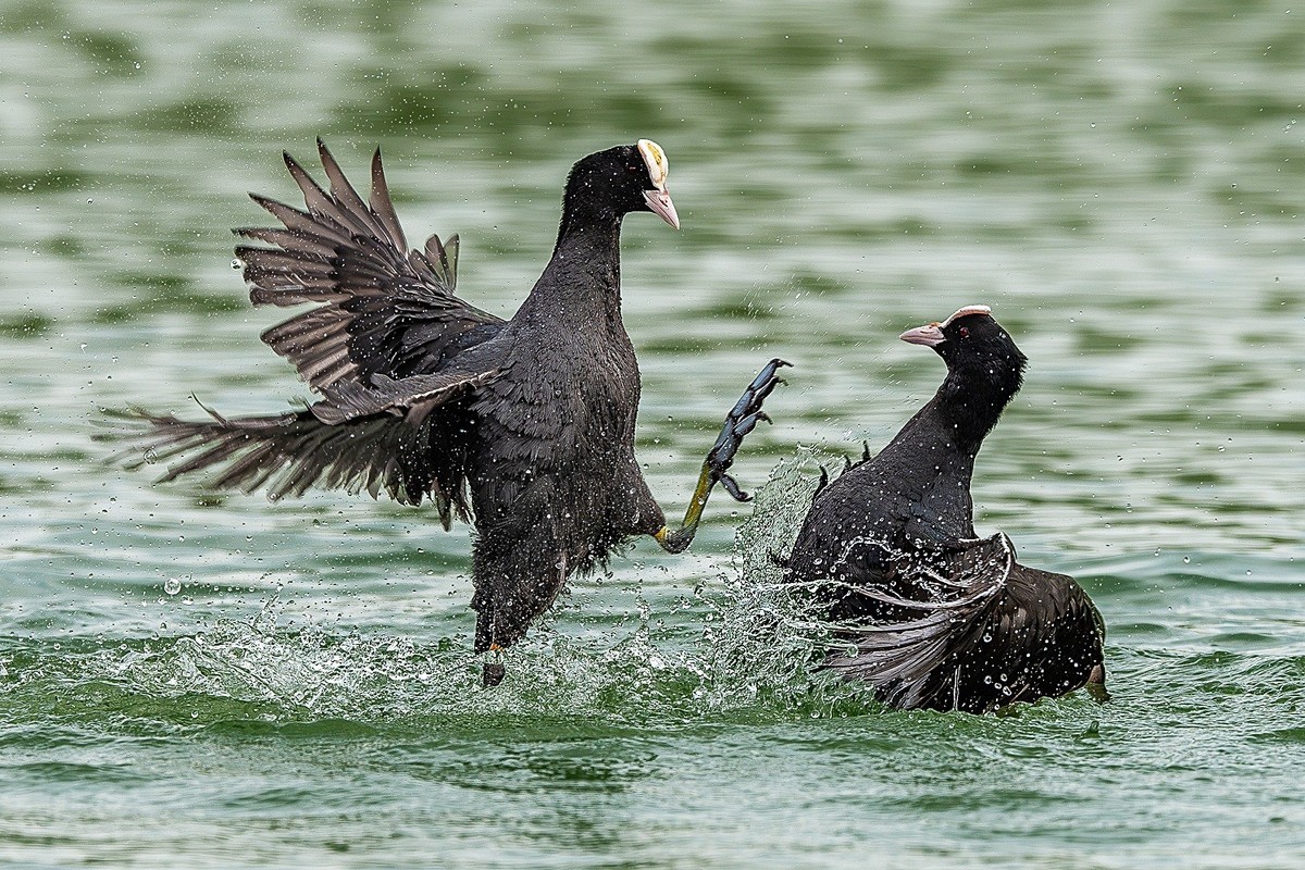 春来水畔鸟争雄，喙啄爪击战意浓。