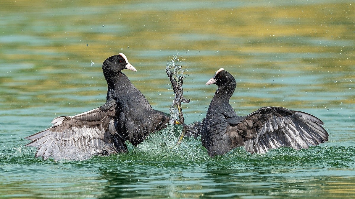 春来水畔鸟争雄，喙啄爪击战意浓。