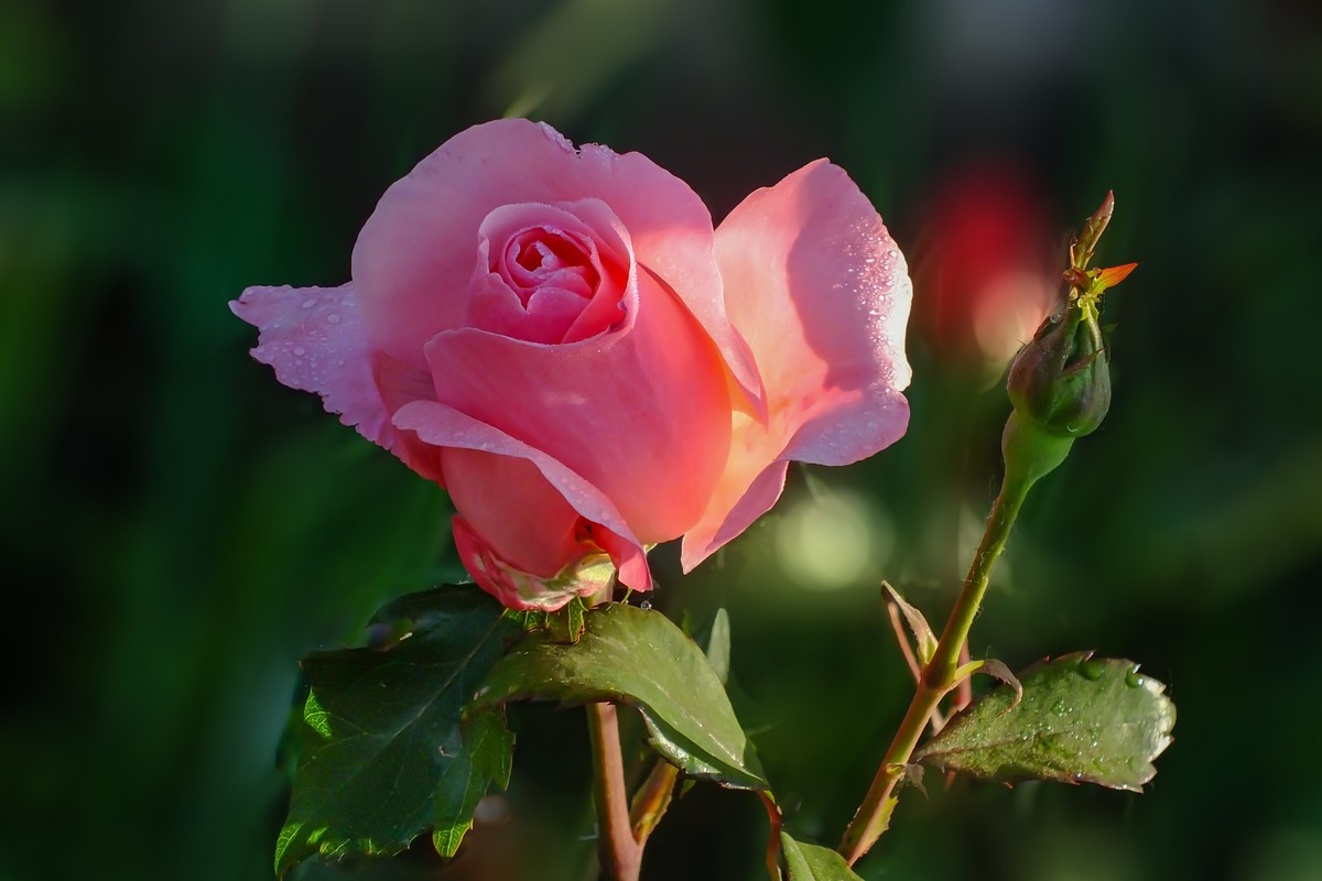 花卉