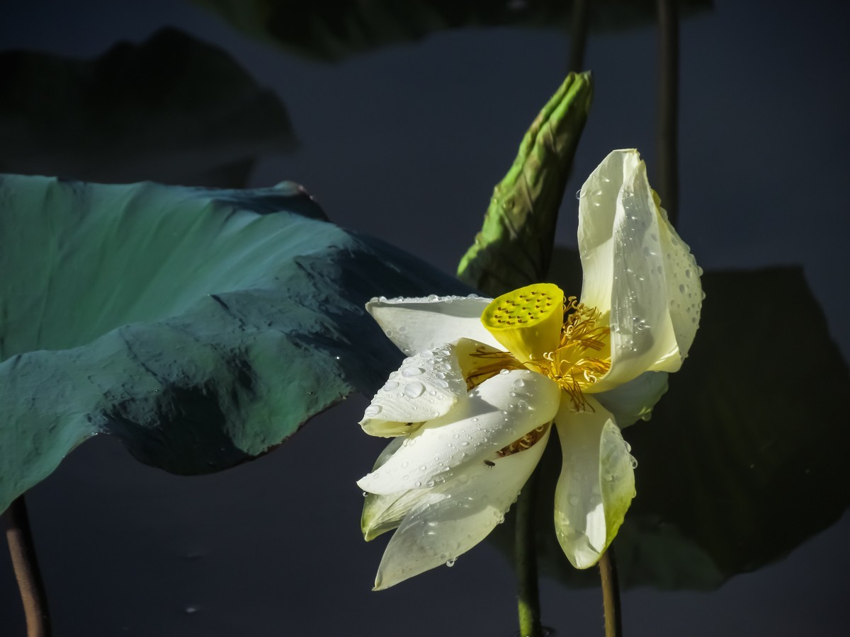 荷花