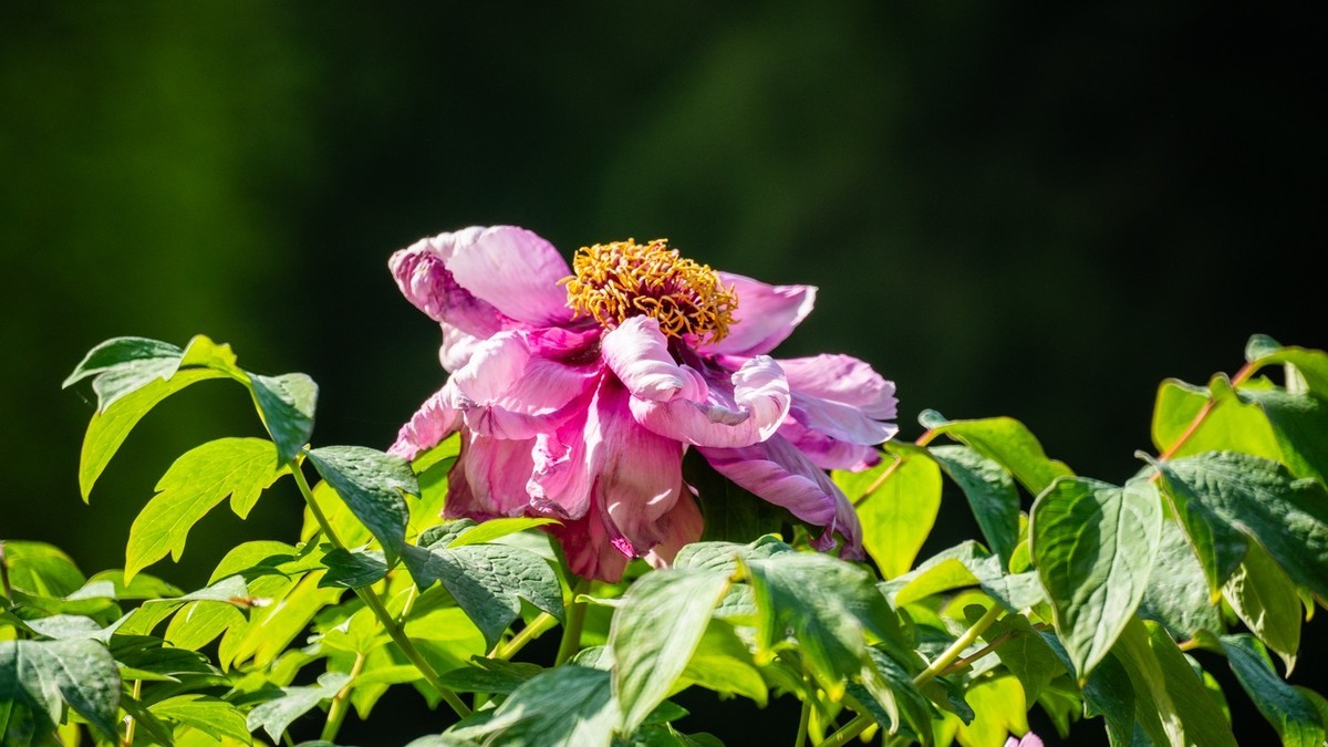 250504 ------ 牡 丹 （ 五 ）