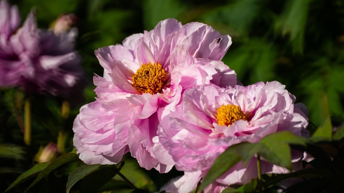 250504 ------ 牡 丹 （ 五 ）