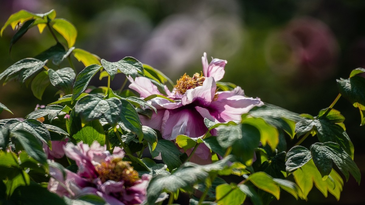 250504 ------ 牡 丹 （ 五 ）