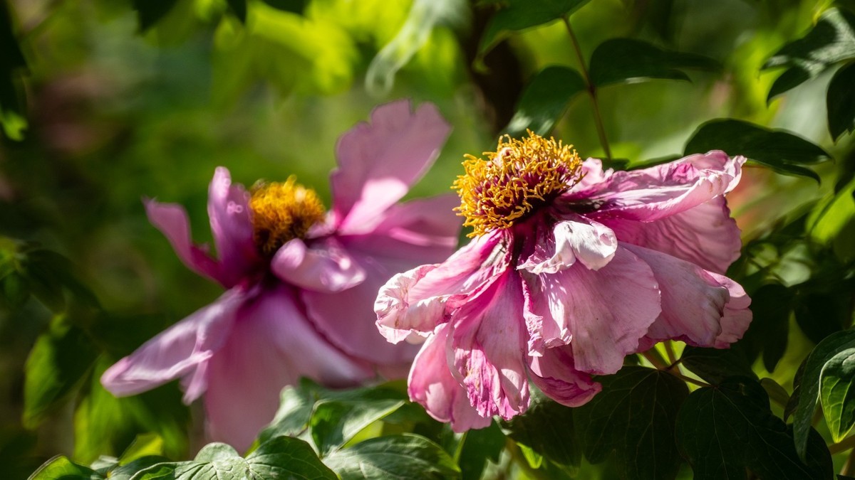 250504 ------ 牡 丹 （ 五 ）