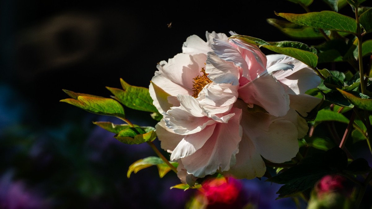 250504 ------ 牡 丹 （ 五 ）