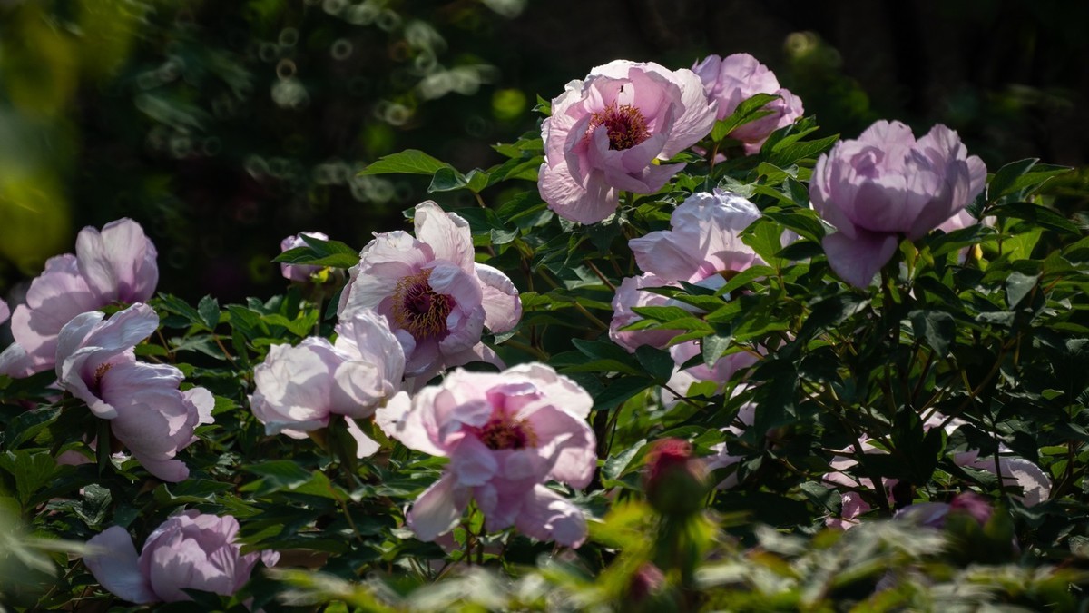 250504 ------ 牡 丹 （ 五 ）