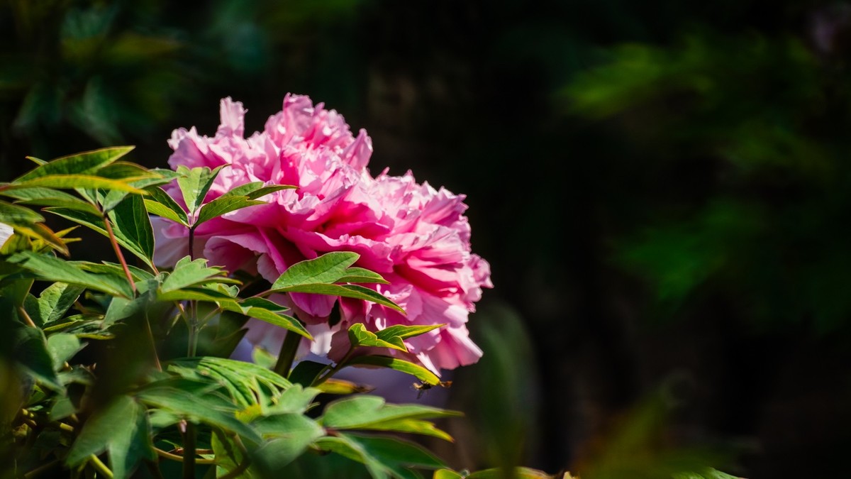 250504 ------ 牡 丹 （ 五 ）