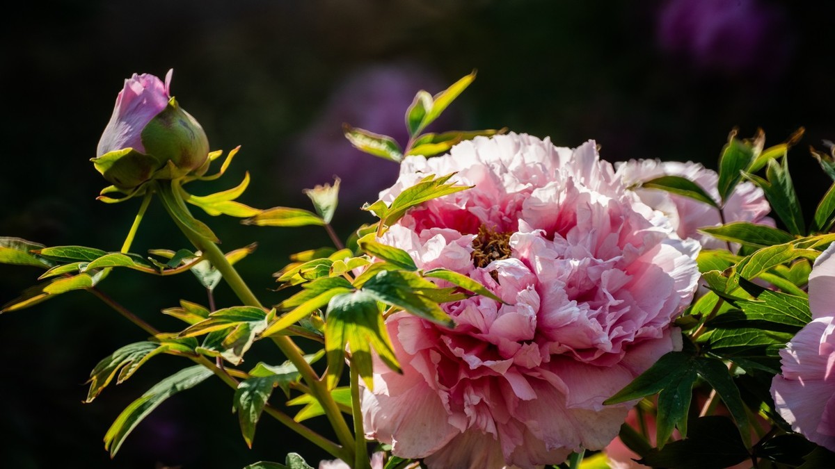 250504 ------ 牡 丹 （ 五 ）