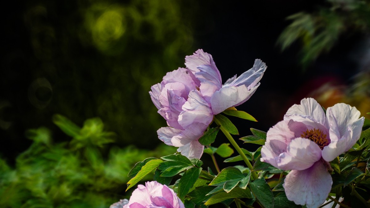 250504 ------ 牡 丹 （ 五 ）