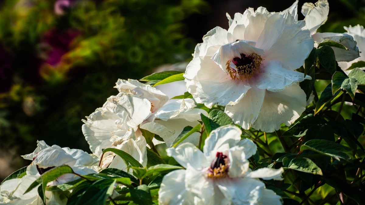 250504 ------ 牡 丹 （ 五 ）