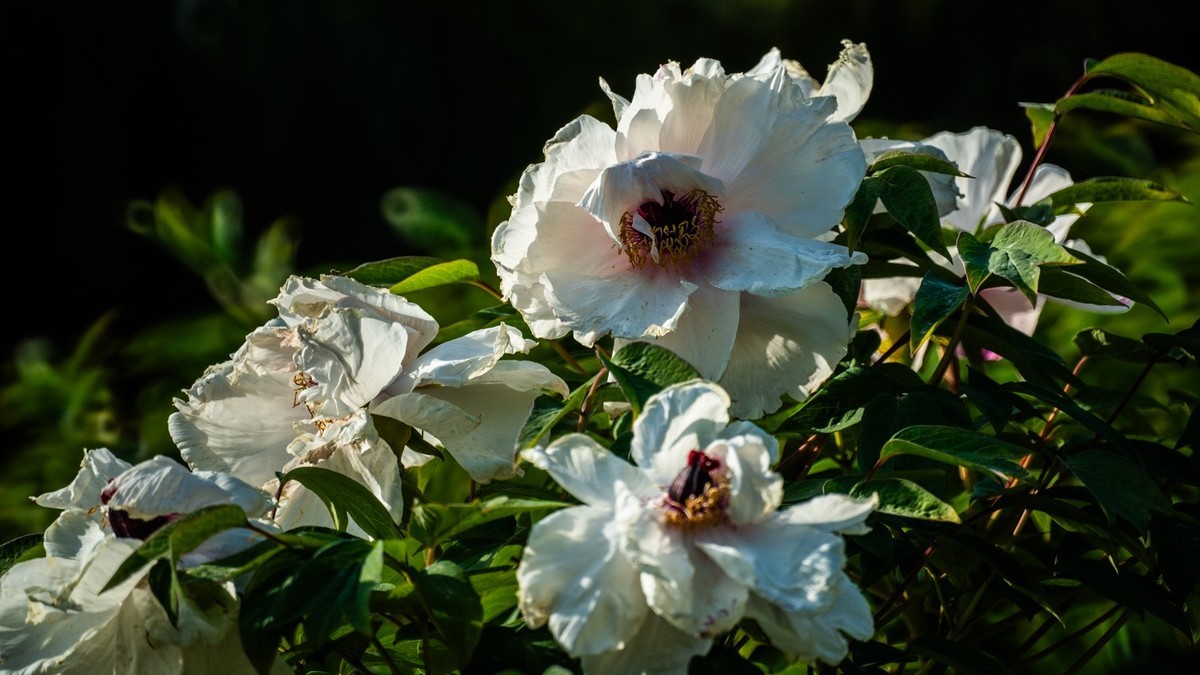 250504 ------ 牡 丹 （ 五 ）