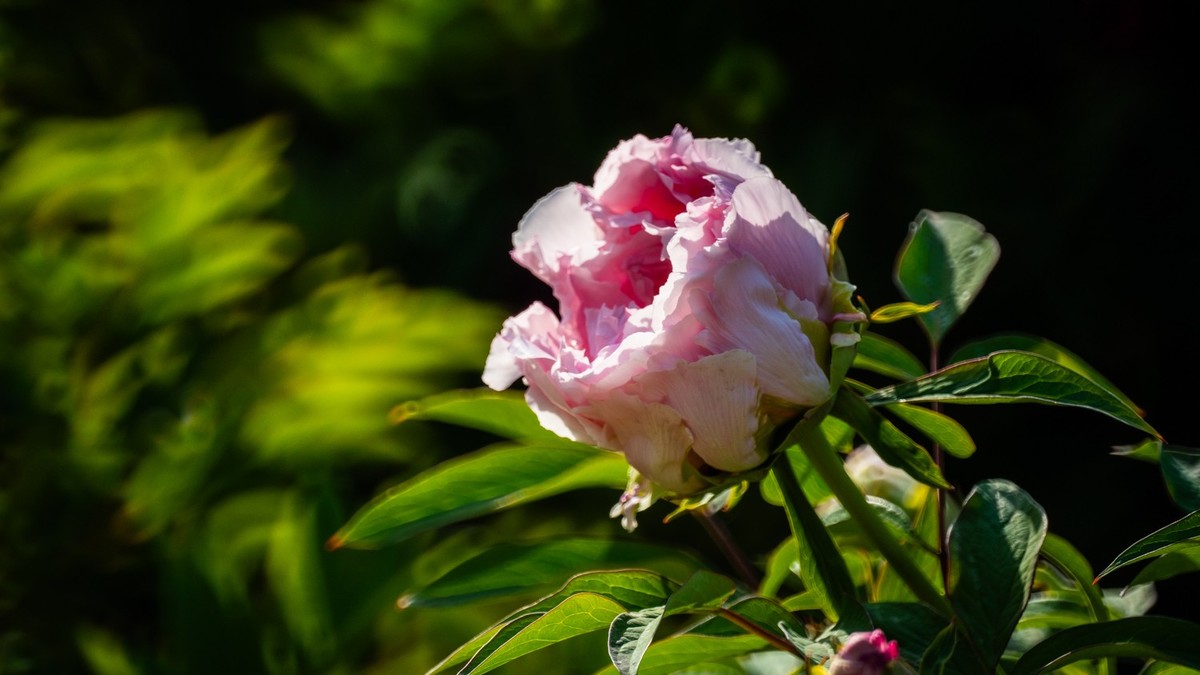 250504 ------ 牡 丹 （ 五 ）