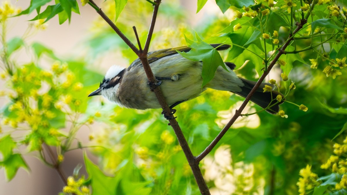 250504 ------ 牡 丹 （ 五 ）