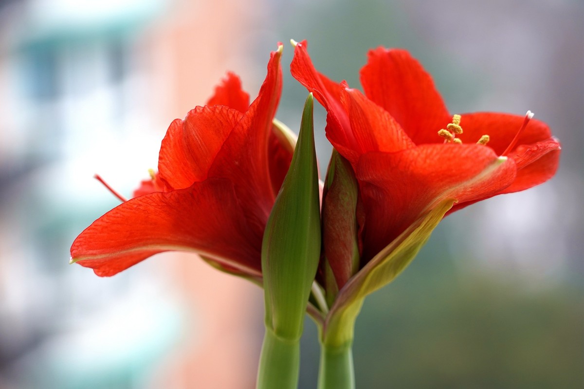 朱顶红2-中关村在线摄影论坛