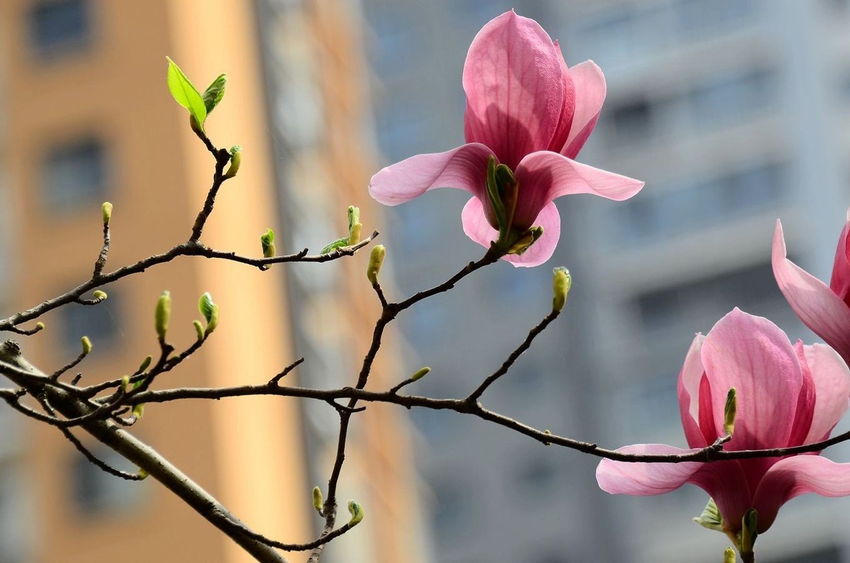 花卉系列【3329】