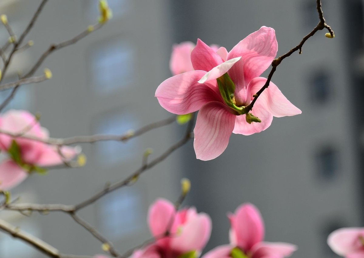 花卉系列【3328】