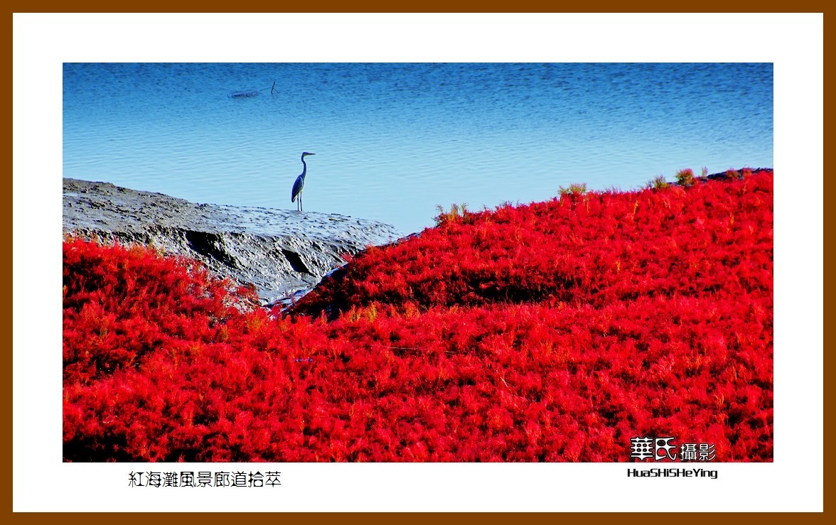 美色辽宁——红海滩风景廊道拾萃（盘锦市）