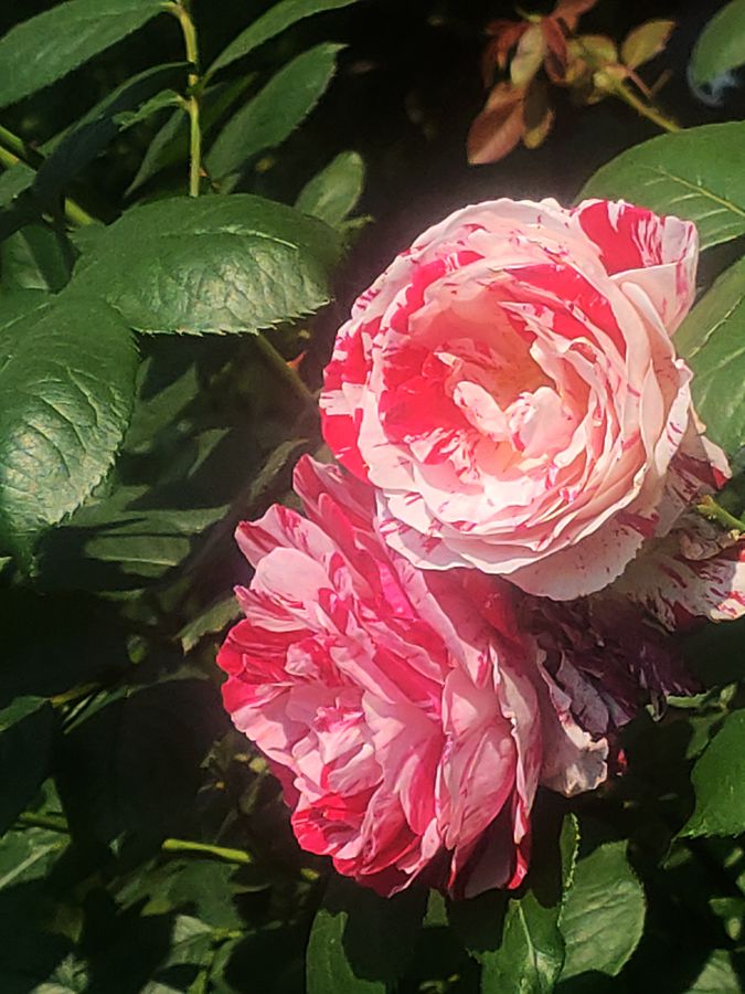 花卉系列【5400】