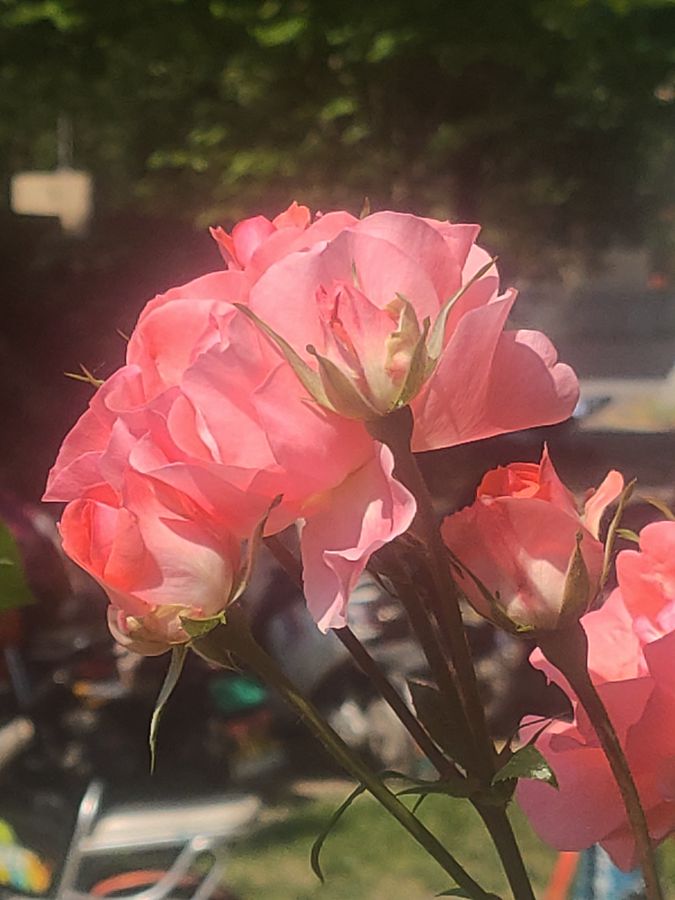 花卉系列【5400】