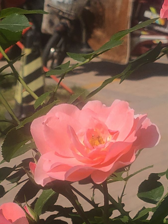 花卉系列【5400】