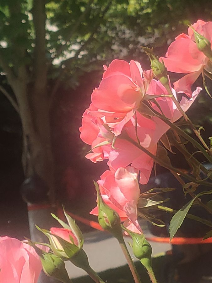 花卉系列【5400】