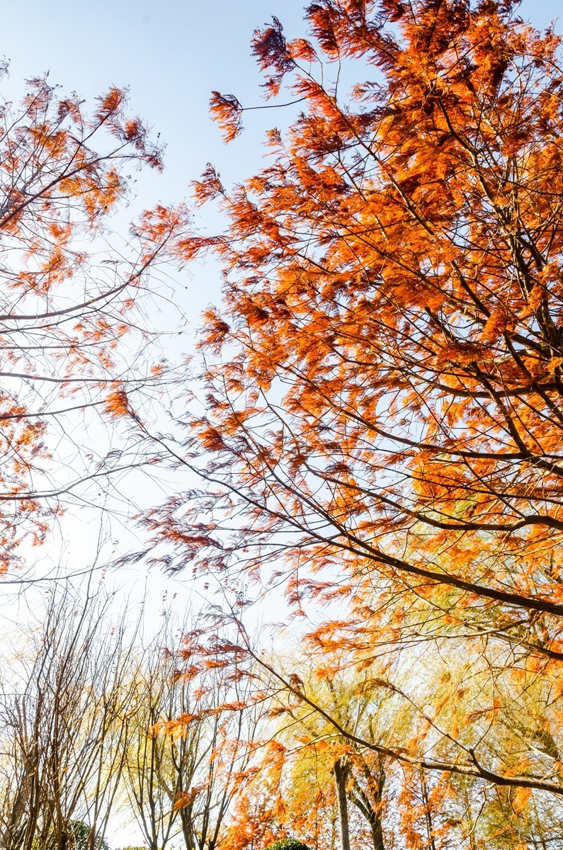 冬日水杉霞光掩映