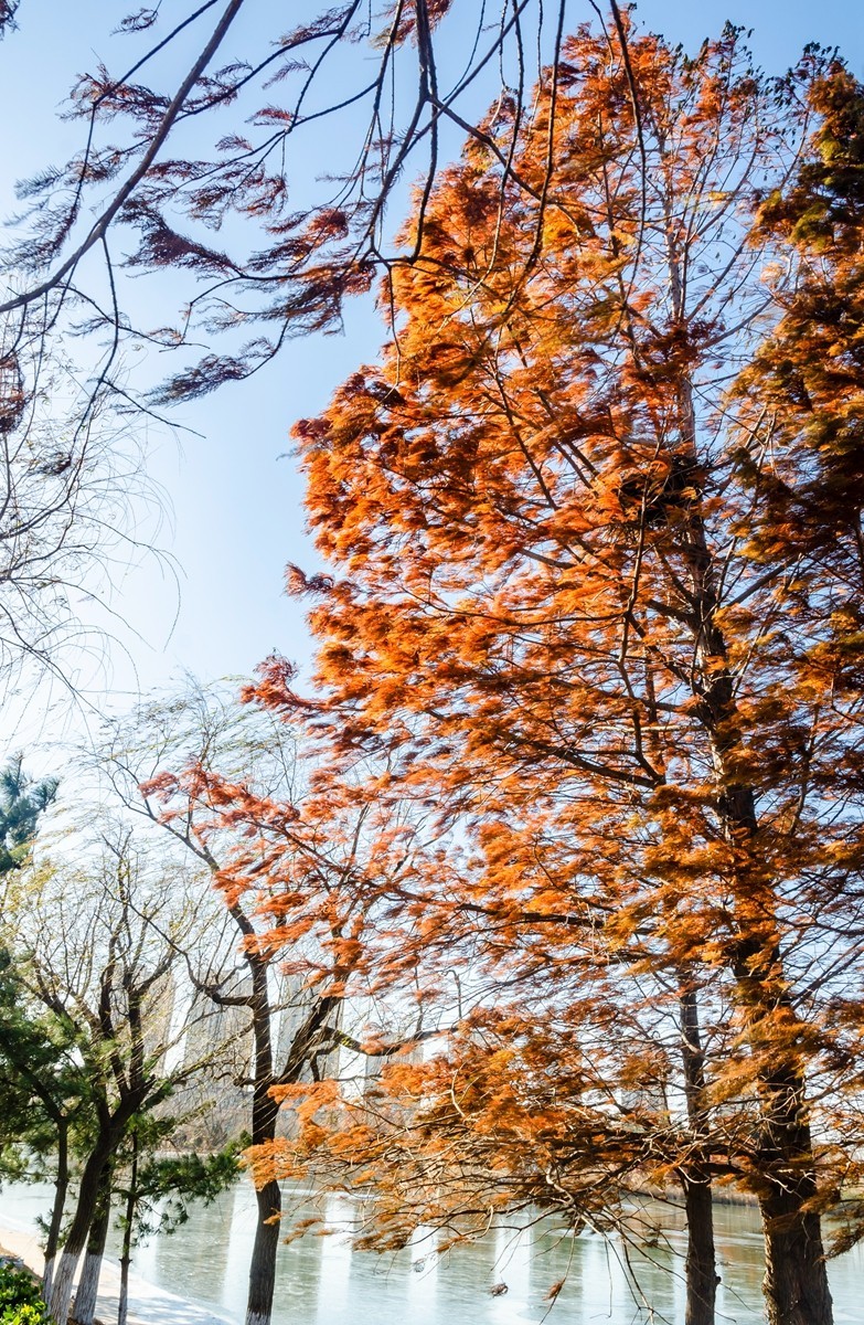 冬日水杉霞光掩映