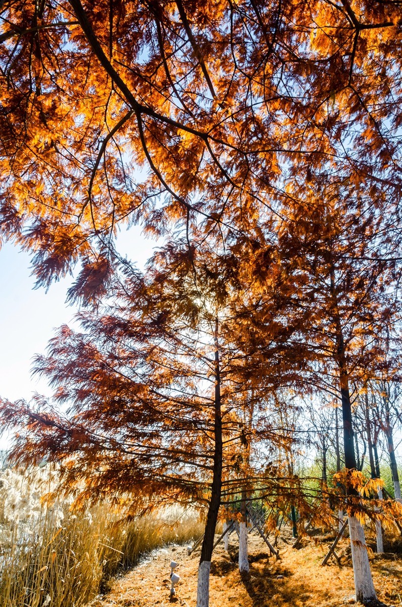 冬日水杉霞光掩映