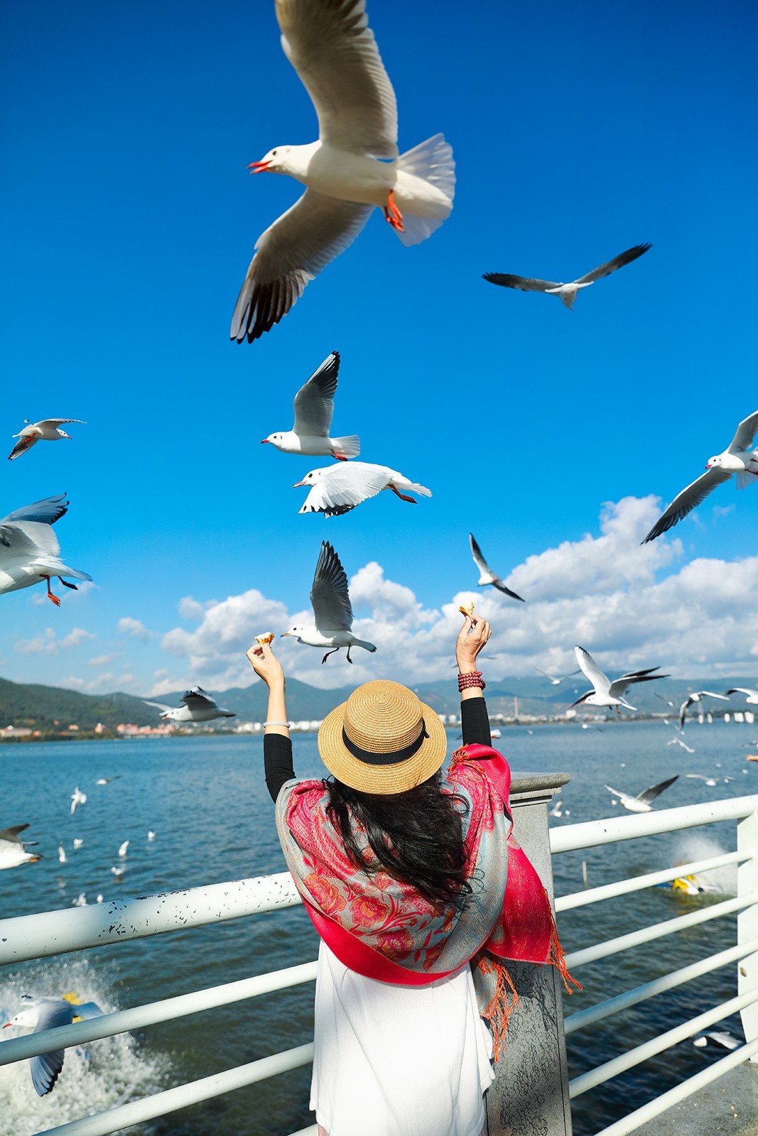 昆明滇池红嘴鸥