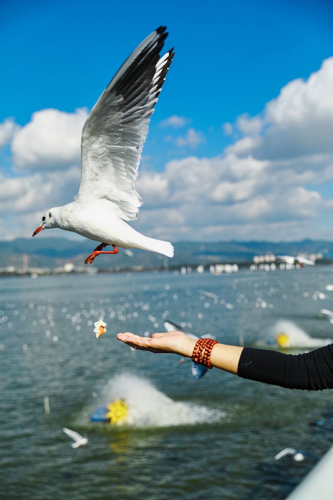 昆明滇池红嘴鸥