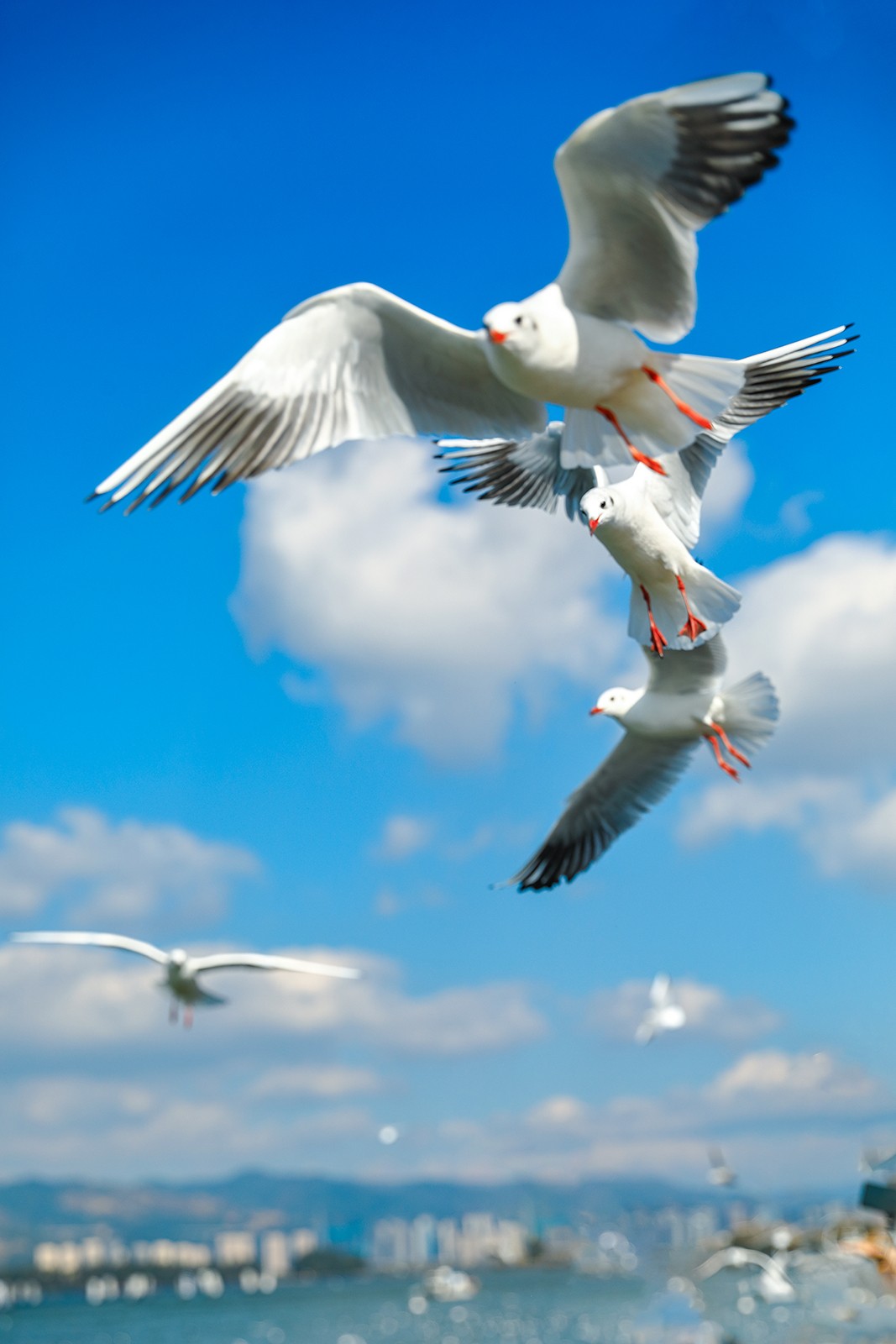 昆明滇池红嘴鸥