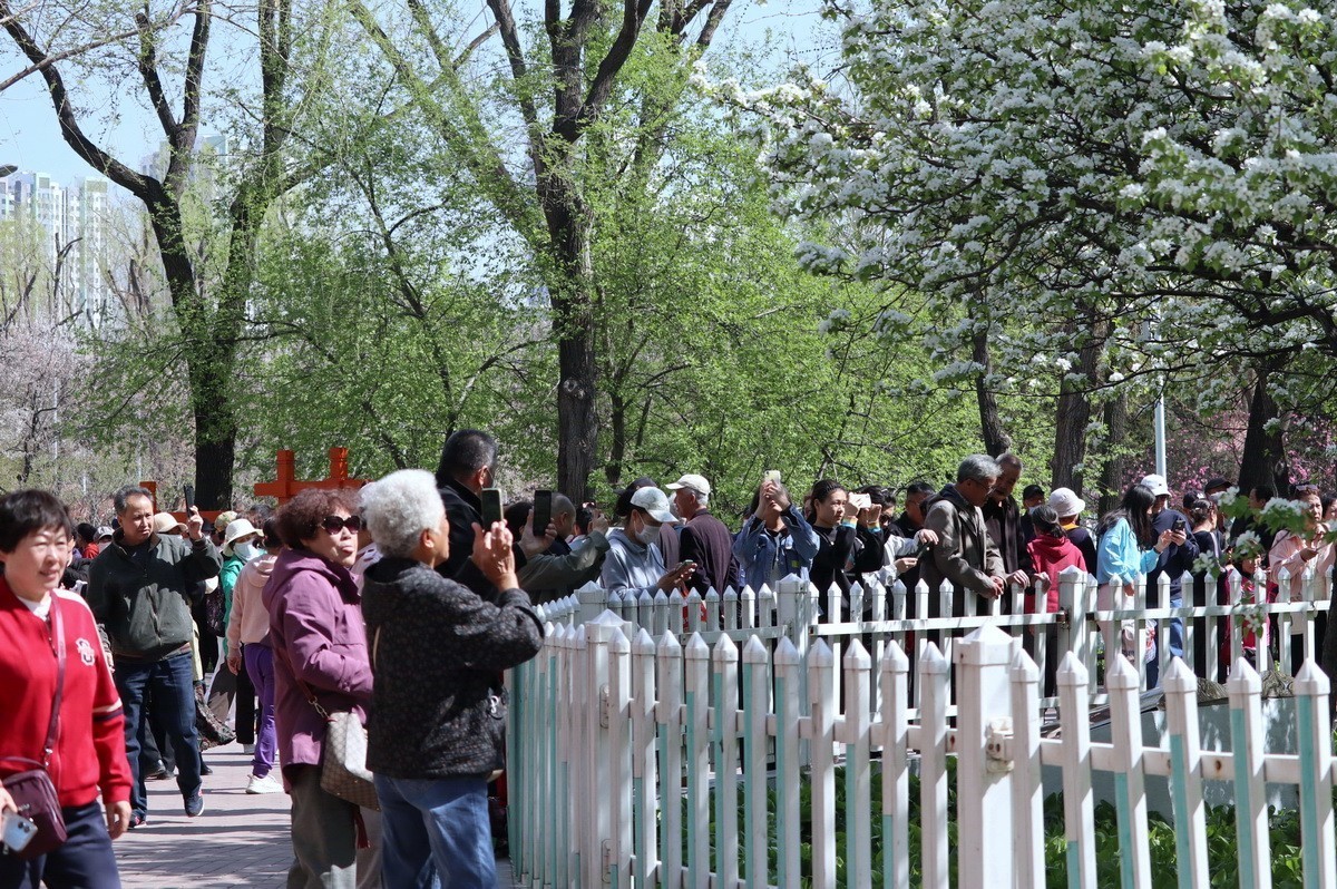 重遊古梨园     2/3