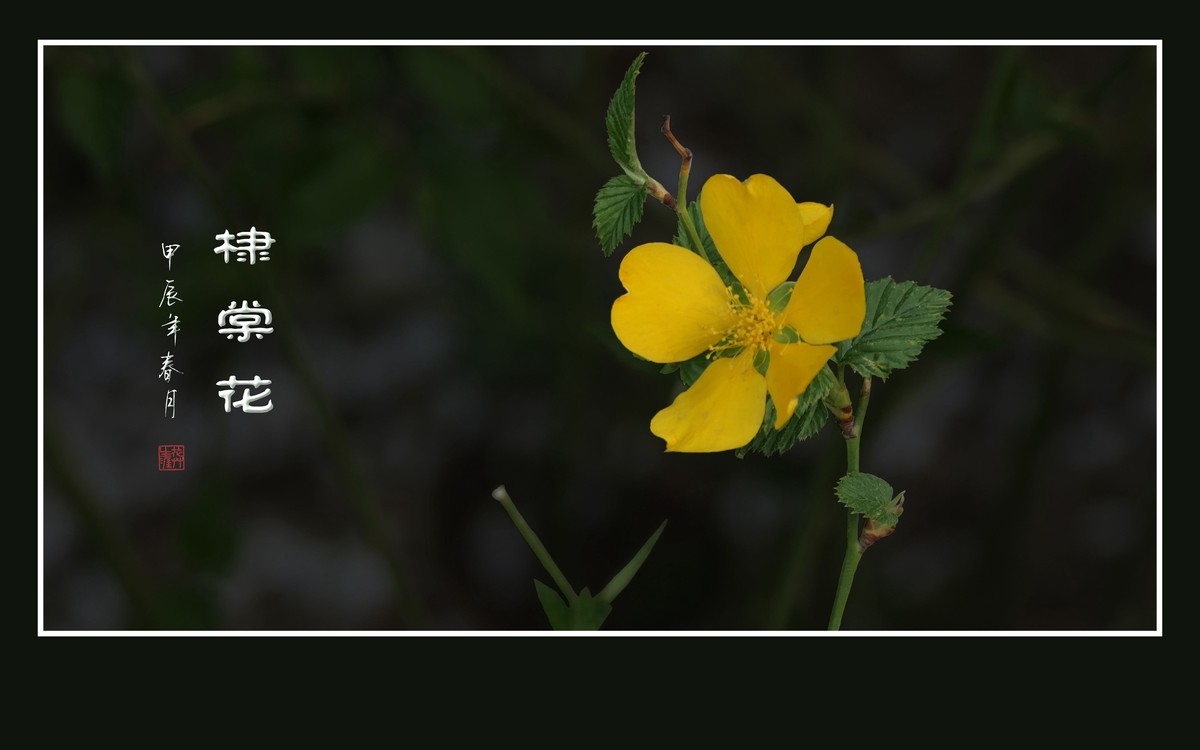 金灿灿的单瓣棣棠花