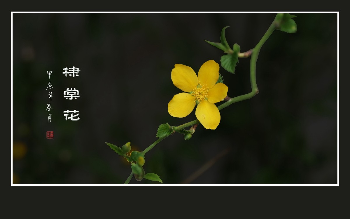 金灿灿的单瓣棣棠花