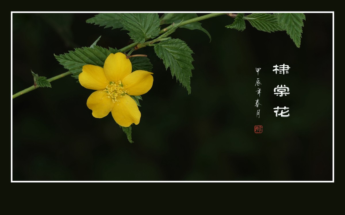 金灿灿的单瓣棣棠花